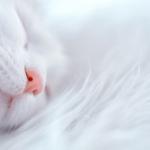 guided sleep meditation
