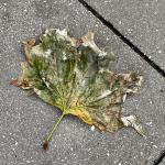 deconstructing sensory experience
