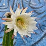 healing the exile