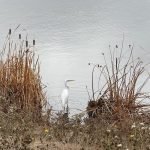 nondual presence