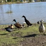 nondual ducks