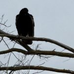 Nondual Stillness