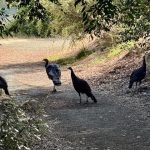nondual turkeys