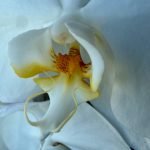 Awakened Nature