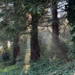 nondual liberation